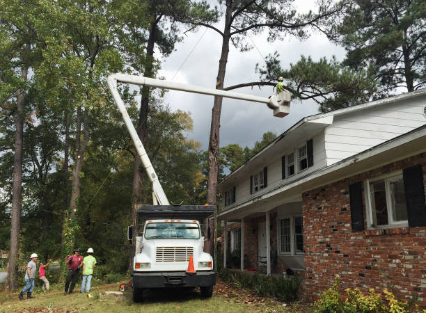 Reliable South Congaree, SC Tree Care Solutions
